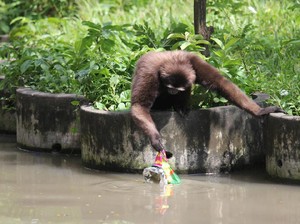 Duh, Pengunjung Kebun Binatang Surabaya Buang Sampah Seenaknya Sendiri