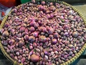 Harga Bawang Merah Turun Jadi Rp 28.000/Kg