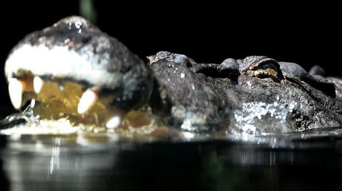A French tourist who was bitten by a crocodile while trying to take a selfie in Khao Yai national park in Thailand is expected to recover (AFP Photo/WILLIAM WEST)