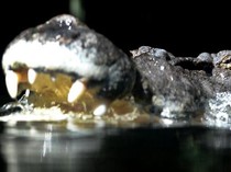 Kematian Tragis Jaka Dicabik Reptil Besar Saat Cari Udang
