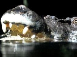 5 Cara agar Tidak Dimakan Buaya, Berdasarkan Pengalaman Survivor