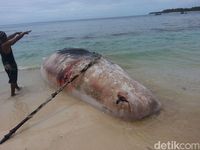Seekor Paus Ditemukan Mati di Pantai Jati Mentawai Sumbar