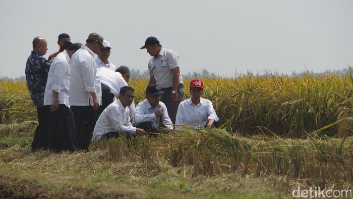 Ini Jurus Kementan Tingkatkan Produksi Pangan RI