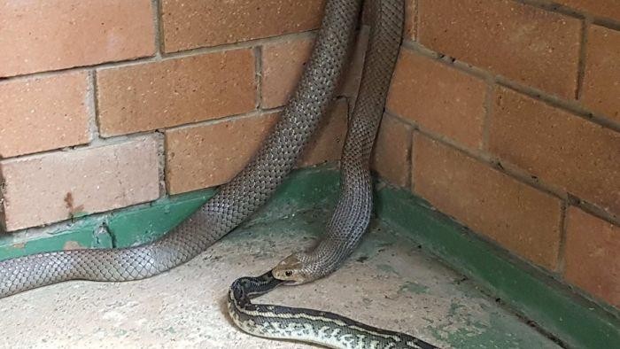 Seekor Ular Cokelat Memangsa Seekor Ular Piton di Brisbane