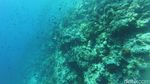Bukan di Roma, Ini Colosseum dari Wakatobi