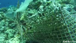 Bukan di Roma, Ini Colosseum dari Wakatobi