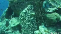 Bukan hanya ikan dan karang, traveler juga masih menemukan bubu di sini. Bubu merupakan cara masyarakat Wakatobi untuk menangkap ikan (Bonauli/detikTravel)