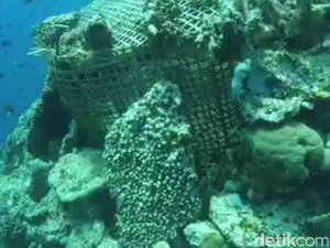 Bukan Pakai Pancing, Begini Cara Unik Tangkap Ikan di Wakatobi