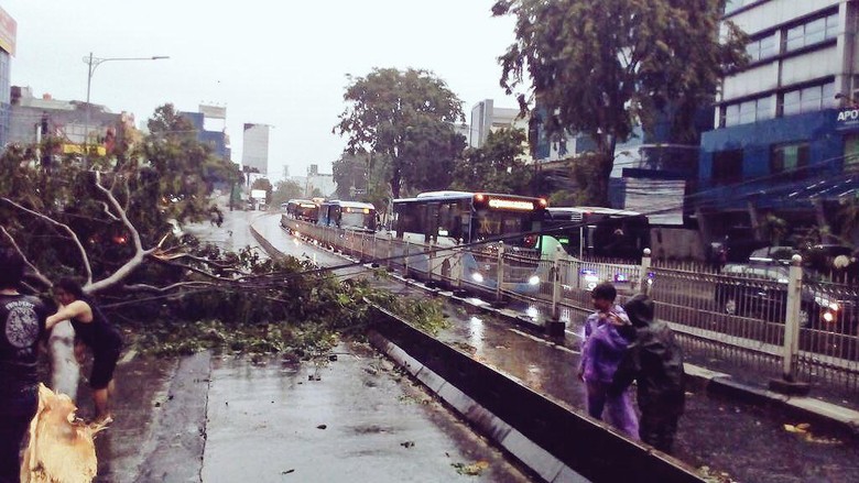 Pohon Tumbang Dekat RS JMC Buncit, Lalin Padat