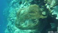 Saat berada di sekitar kedalaman 6  meter, ada karang cantik yang sudah bolong. Duh, sayang sekali ya (Bonauli/detikTravel)