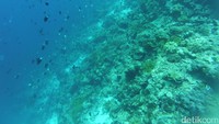 Colosseum sendiri berada di Wangi-wangi, Kota Wanci. Traveler yang diving di sini dijamin akan terpesona dengan keindahan bawah lautnya (Bonauli/detikTravel)