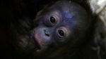 Kebun Binatang Ceko Tambah Koleksi Bayi Orang Utan