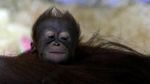 Kebun Binatang Ceko Tambah Koleksi Bayi Orang Utan