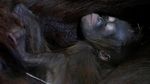 Kebun Binatang Ceko Tambah Koleksi Bayi Orang Utan