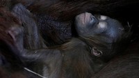 Orang utan adalah spesies yang keberadaannya terancam punah di habitat aslinya di hutan Asia Tenggara.