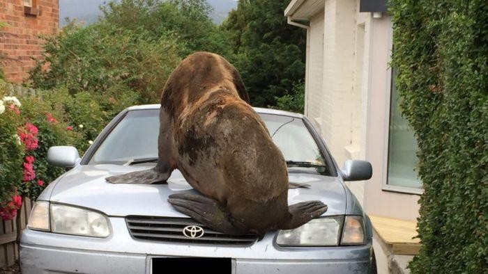 Anjing Laut di Tasmania Ini Sering Berurusan dengan Pihak Berwajib