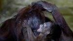 Kebun Binatang Ceko Tambah Koleksi Bayi Orang Utan