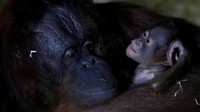 Seekor Orang Utan asli Kalimantan bernama Nuninka tengah bermain bersama bayinya yang baru lahir belum lama ini di Kebun Binatang Usti nad Labem di Republik Ceko.