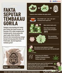 Infografis: Fakta Seputar Tembakau Gorila