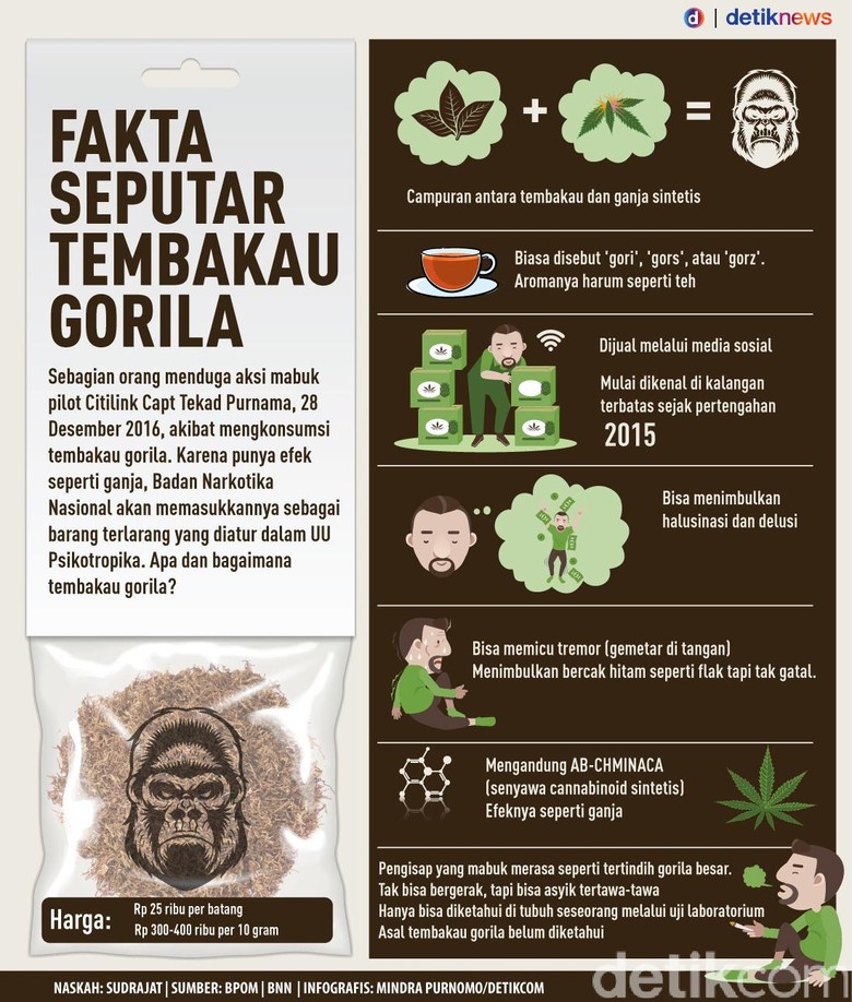 Infografis: Fakta Seputar Tembakau Gorila
