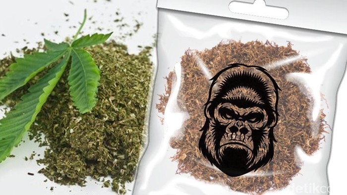 Fico fachriza pakai tembakau sintetis cap gorilla, apa itu dan efek sampingnya?