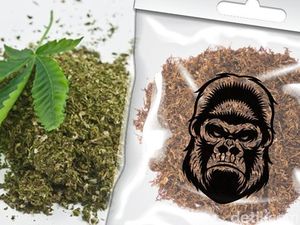 Januari: Gangguan Kejiwaan Menyerang Pilot, Ekstrak Dagga Tembakau Gorila