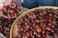 Jengkol mentah yang akan diolah jadi resep semur jengkol.
