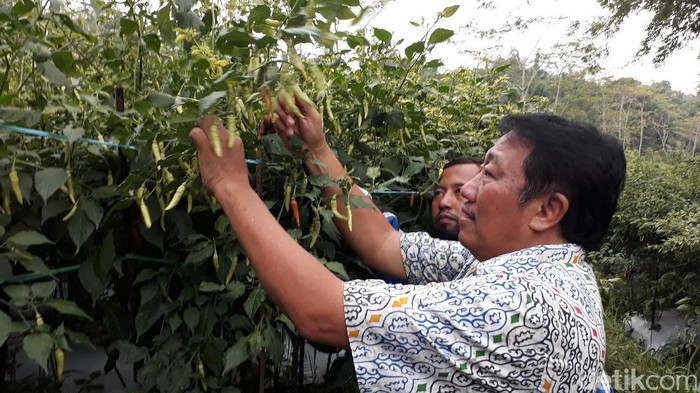 Harga Cabai Melambung, Kementan: Pedagang Ambil Untung Tinggi