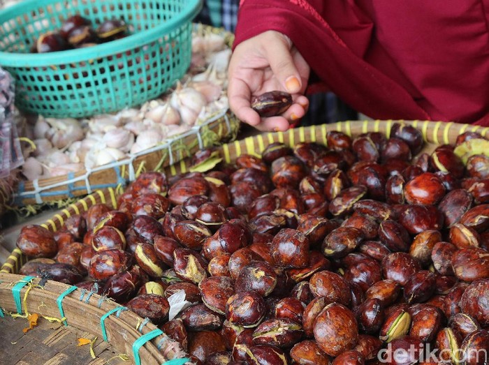 Jengkol Muda Vs Jengkol Tua Mana Yang Harus Lebih Diwaspadai