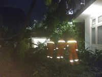 Diterpa Hujan dan Angin Kencang, Pohon Beringin Tumbang di Menteng