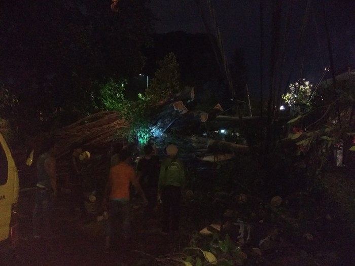 Diterpa Hujan dan Angin Kencang, Pohon Beringin Tumbang di Menteng