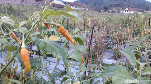 Lahan cabai di Magelang