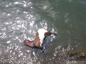 Terapung, Bangkai Kambing Sempat Dikira Jasad Penumpang KM Zahro