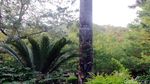Tiang Leluhur yang Dipuja Suku Pemenggal Kepala Taiwan