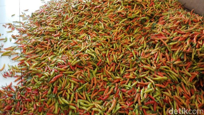 Petani Senang Harga Jual Cabai Tinggi