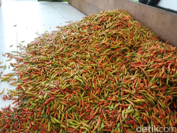Harga Mahal, Arifin Sedih Cabainya 2 Kg Dicuri