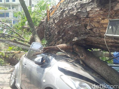  Pohon trembesi tumbang di Jl Balai Kota, depan Lapangan Merdeka Medan, Senin (9/1/2017) Description Pohon trembesi tumbang di Jl Balai Kota, depan Lapangan Merdeka Medan, Senin (9/1/2017) Photographer Jefris Santama/detikcom