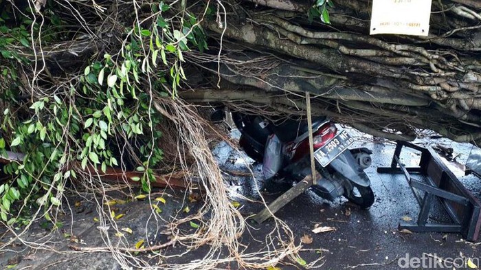 Dua Orang Luka Tertimpa Pohon Beringin di Sleman