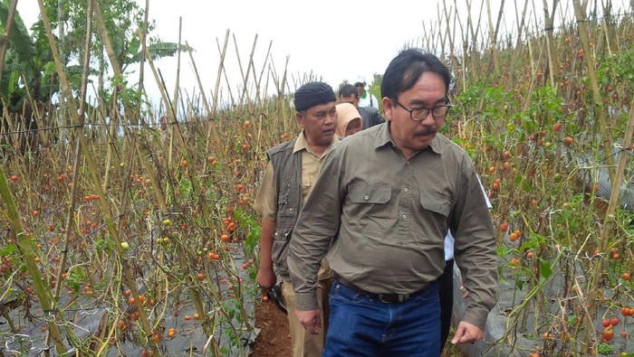 Badan Ketahanan Pangan Cek Pasokan Cabai di Ciamis