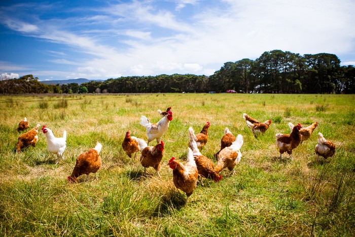 fakta ayam dan telur