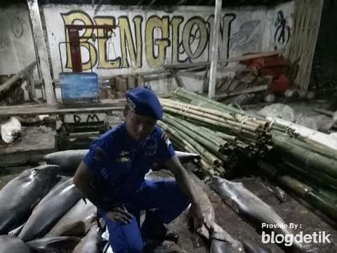 Penyelundupan sirip hiu