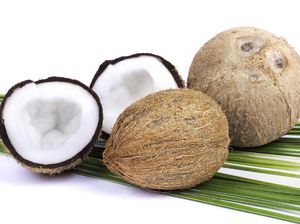 Bagaimana Cara Tumbuhan Melindungi Dirinya? Ini Penjelasannya