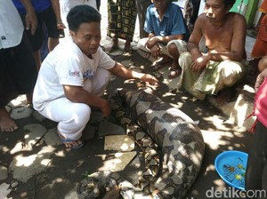 Warga Probolinggo Temukan Ular Phyton Berukuran Besar