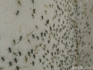 Nyamuk Hijau di Banyuwangi, Makhluk Apakah Sebenarnya?
