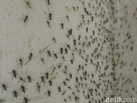 Nyamuk warna hijau di tembok-tembok warga