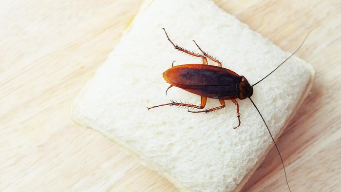 Ilustrasi kecoak. (Foto: Thinkstock) Ilustrasi kecoak. (Foto: Thinkstock)