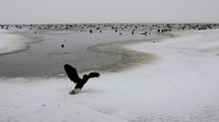 Danau yang terletak di perbatasan antara Makedonia dan Yunani ini membeku karena suhu ekstrem di bawah nol yang saat ini tengah menyelimuti Eropa. REUTERS/Ognen Teofilovski.