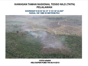 Kawasan Taman Nasional Tesso Nilo Dibakar, Ini Penampakannya