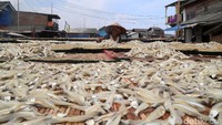 Ikan asin mengandalkan kuantitas sinar matahari untuk mengeringkan ikan.