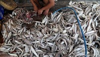 Ikan disuplai dari para nelayan sebelum dijadikan ikan asin.